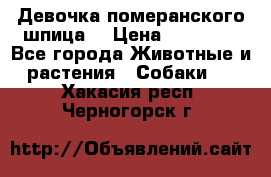 Девочка померанского шпица. › Цена ­ 40 000 - Все города Животные и растения » Собаки   . Хакасия респ.,Черногорск г.